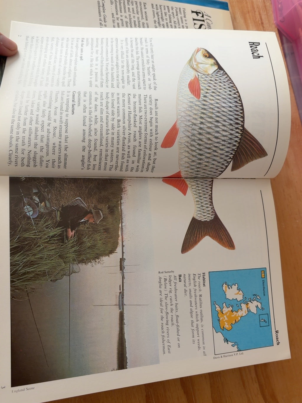 A Complete Guide to Fishing illustrated roach species pages
