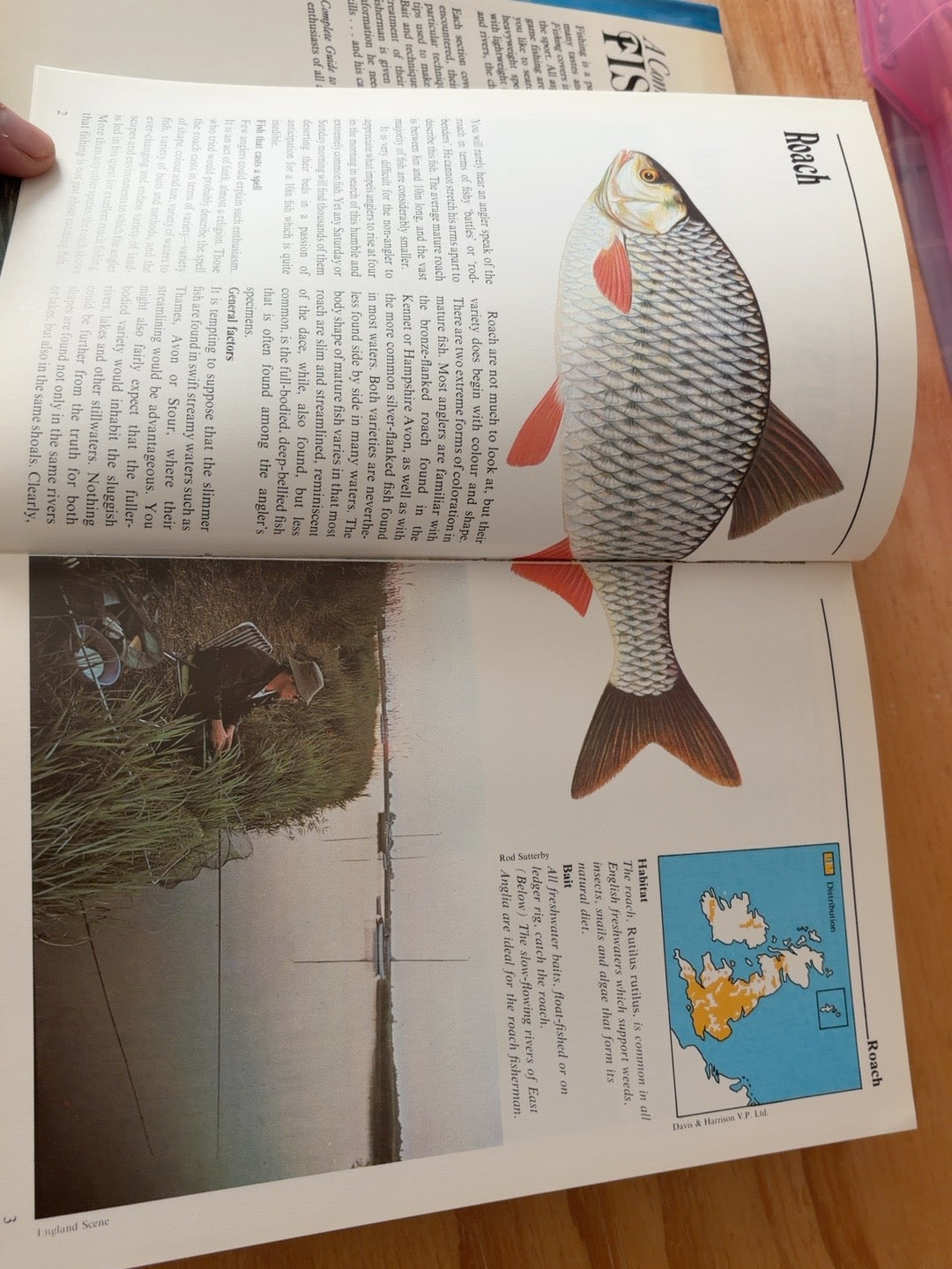 A Complete Guide to Fishing illustrated roach species pages